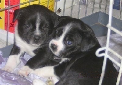 Close Up - Two Boston Lab Puppies are sitting in a dog crate and they are laying head to head.