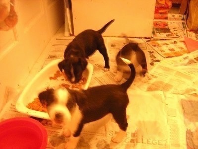 Three Boston Lab Puppies are standing in a room filled with newspapers with one is eating food out of a food bowl one is looking forward and the other is sitting on a newspaper.
