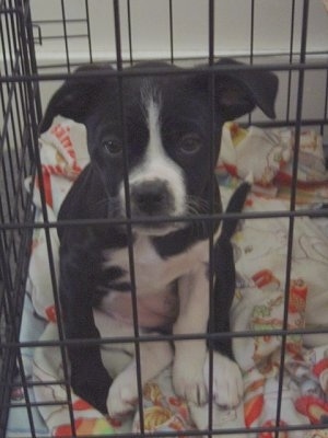 A black with white Boston Lab Puppy is sitting on a blanket, in a dog crate and it is looking forward.