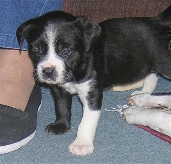 Close Up - The front left side of a black with white Boston Lab Puppy that is standing in front of a couch and next to a persons feet with another dogs paws on the other side of it.
