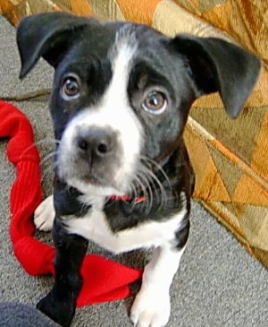 Close up - The front left side of a black with white Boston Lab that is sitting on a carpet, over top of a scarf and in front of a couch.