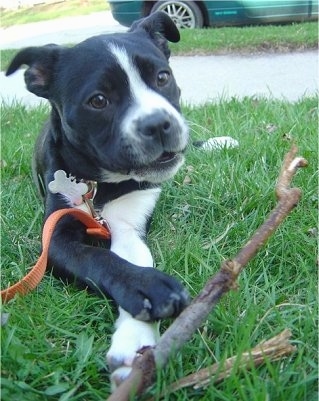 Close up - A black with white Boston Lab is laying in a yard with a stick in front of it.
