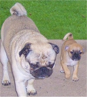 Pug walking with Buggs puppy outside on a patio with grass in the background