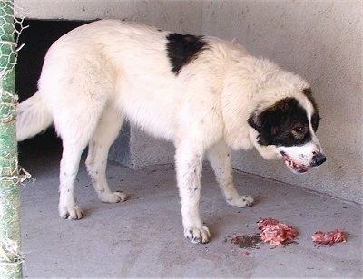 Bulgarian Shepherd Dog eating raw chunks of meat in a cemented kennel area