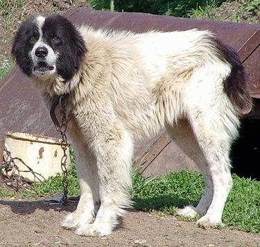Bulgarian Shepherd Dog standing in dirt chained to a metal structure looking at the camera holder