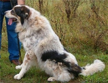Left Profile - Bulgarian Shepherd Dog sitting outside in front of a person with its mouth open and tongue out to the side