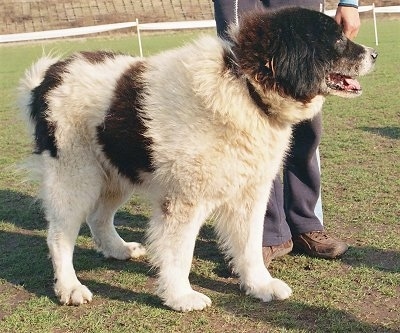 Bulgarian Shepherd Dog standing in front of a person in a grass field with nets behind it and looking to the left with its mouth open