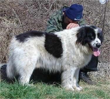 Bulgarian Shepherd Dog standing in front of a person who is sitting on the ground and wearing a blue hat