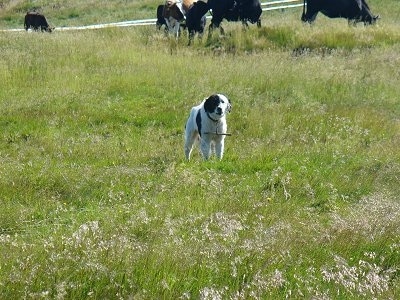 Bulgarian Shepherd Dog standing in a field with a herd of cattle behind it