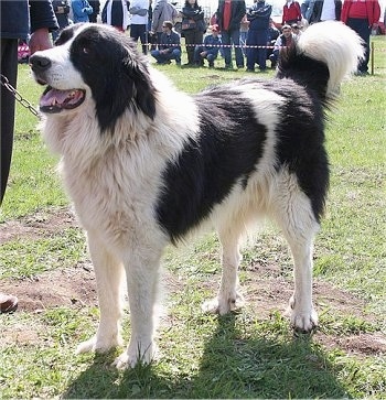 bulgarian shepherd dog