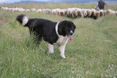 Bulgarian Shepherd Dog walking away from the group of sheep and the herder with its mouth open and tongue out