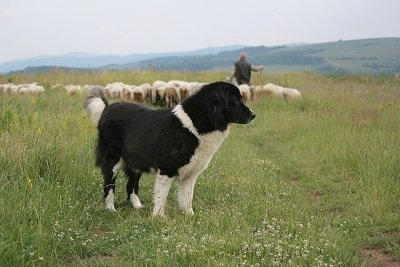 Bulgarian Shepherd Dog standing in a field with a shepherd herding a large flock of sheep in the background