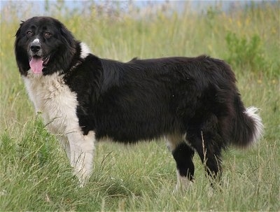 A black and white Bulgarian Shepherd Dog standing outside in grass and looking at the Camera Holder