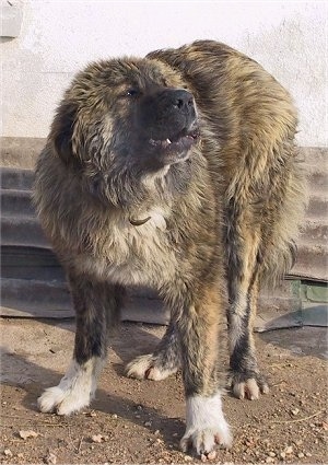 Bulgarian Shepherd Dog standing in dirt in front of a building and barking at something in the distance