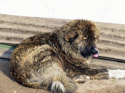 Bulgarian Shepherd Dog laying in front of a building with its tongue out