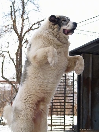 Bulgarian Shepherd Dog standing on its hind legs up like a bear while on a chain out in the snow