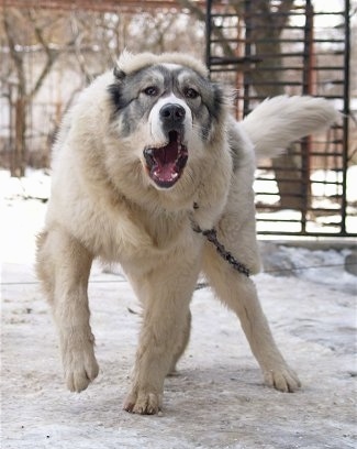Bulgarian Shepherd Dog on a chain in the snow barking