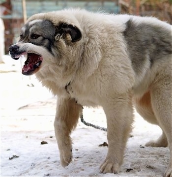 Close Up - Snarling teeth baring Bulgarian Shepherd Dog on a chain with its paw in the air out in the snow