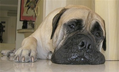 Mas the Bullmastiff laying down on a shiny white tiled floor with a white cabinets, a framed picture and statues in the background