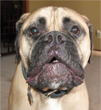 Close Up - Shirley the Bullmastiff face with her mouth open in mid bark