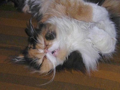 Lola the Persian cat is sleeping on a couch on its side with its mouth open