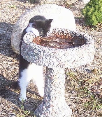 Sylvester the cat is jumped up at and hanging off of a bird bath and drinking the water out of it. There is a huge rock a few feet behind him