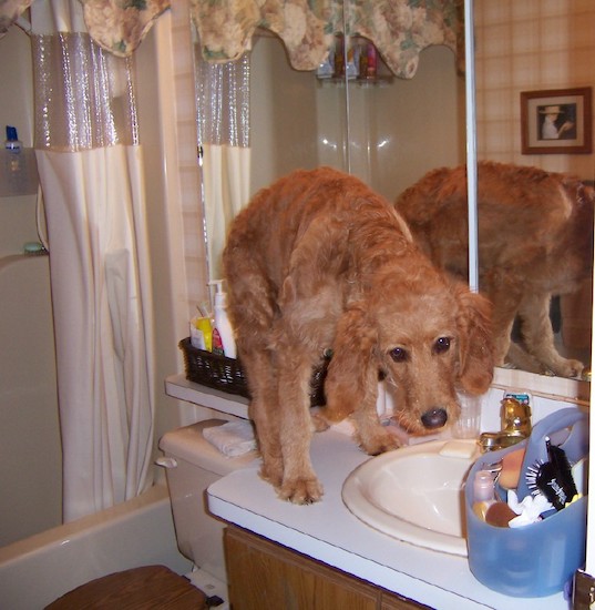 Jackson the Goldendoodle puppy is standing on a bathroom sink in front of a mirror and looking towards the camera holder with a bag of beauty products on the other side of the sink
