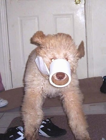 Homer the Labradoodle puppy is jumping over shoes with a toilet paper roll on its snout