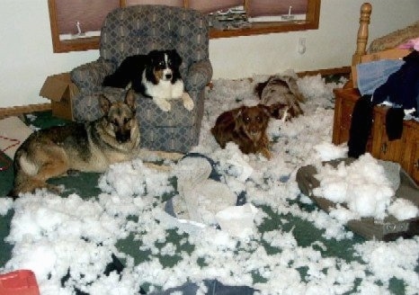 Gunner the German Shepherd, Budweiser the Greater Swiss Mountain Dog, Bruno the Aussie/German Shepherd Mix, Kelly the Aussie are laying in a room that they have torn to pieces. There is cotton everywhere, flung clothes everywhere and askew window blinds.