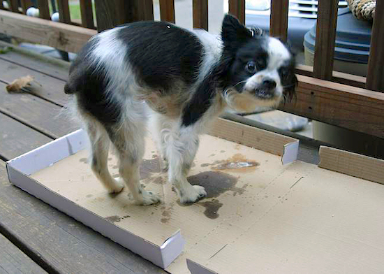 Stella Bella the Chin Cavalier King Charles Spaniel/Pekingese mix standing inside a pizza box outside on a wooden deck