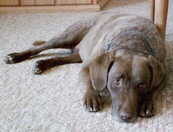 Ginger the Chesapeake Bay Retriever is laying next to a table