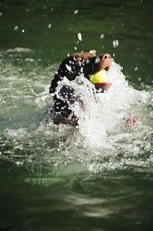 Ginger the Chesapeake Bay Retriever is catching a tennis ball in a body of water with a big splash