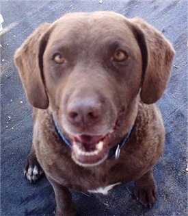 Close Up - Ginger the Chesapeake Bay Retriever is staring at the camera on a black surface