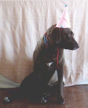 Ginger the Chesapeake Bay Retriever is sitting on a surface in front of a tan blanket wearing a birthday hat