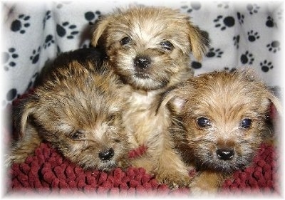 Close Up - Three Carkie puppies laying on top of each other on a red rug blanket with a white blanket with black paw prints on it in the background