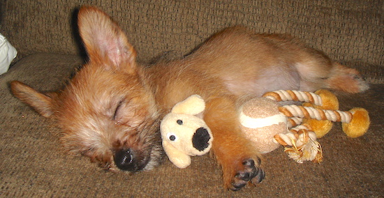 Lucy the Carkie puppy sleeping on a couch with its leg around a plush tennis ball rope toy shaped like a dog