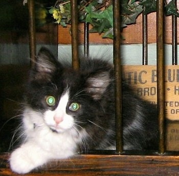 FooFoo the mini black and white cat is sitting in between the bars of a cradle