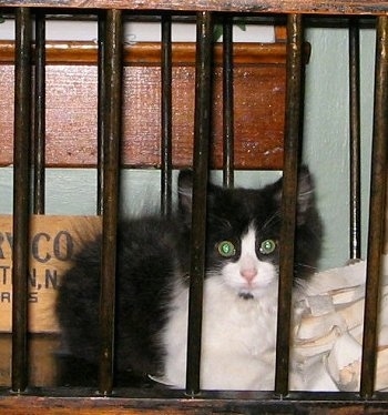 FooFoo the mini black and white cat is looking between the bars of a cradle