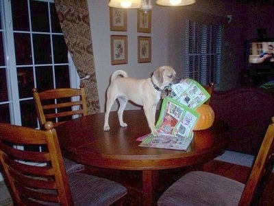 Charlie the Puggle Puppy is standing on a wooden dining room table and chewing a newspaper next to a pumpkin.