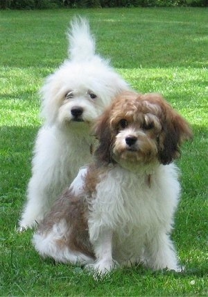 Abby(back) and Emma(front) the Cavachons are standing and sitting on a lawn