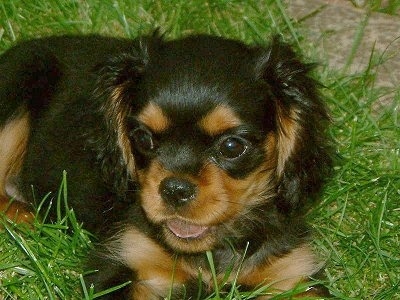Close Up - Buddy the Cavalier King Charles Spaniel puppy is laying outside in grass with a smile on its face