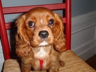 Close Up - Lucky the Cavalier King Charles Spaniel Puppy is sitting in a chair