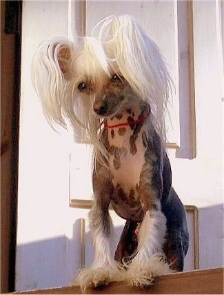 Faiter Samuraj the Chinese Crested hairless dog standing at the top of a staircase and looking down the steps