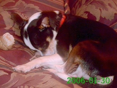 BB the black, white and tan Chipin is wearing a red collar and sleeping on a couch with its head tucked in its front legs