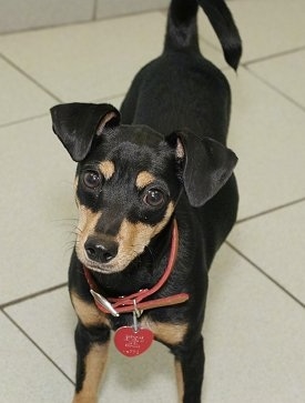 Snoop the black and tan Chipin is standing on a white tiled floor and looking up at the camera holder
