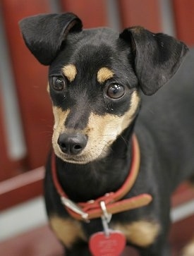 Close Up - Snoop the black and tan Chipin is wearing a red and brown leather collar standing on a wooden bench