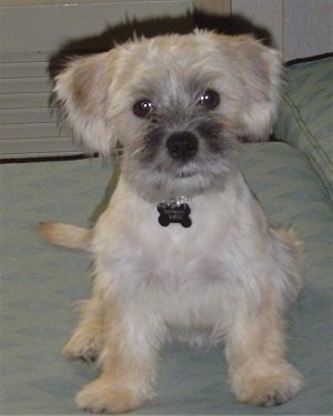 Front view - A small, fuzzy, tan with black and white Chonzer puppy is sitting on a bed looking forward. Its ears are flopped over hanging natually down to the sides.