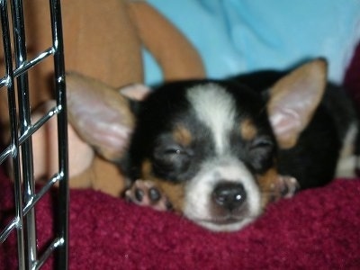 Samson the tri-color Chorkie puppy is sleeping on a red dog bed inside of a crate