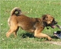 Dolly the Chussel as a puppy is playing outside with another dog who is on its back and pawing at her