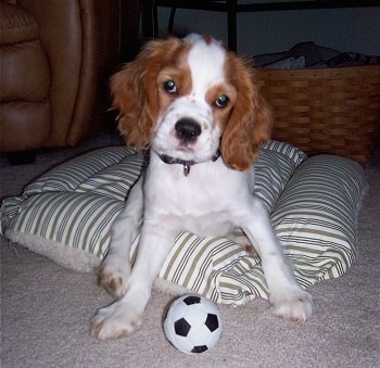 Cooper the brown and white Cockalier puppy is sitting on a pillow and there is a mini soccer ball toy in front of him and a Longaberger basket behind him.